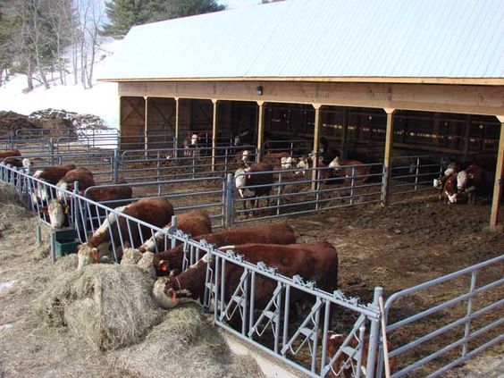 Kbhb Radio Indoor Cattle Housing Interest Increasing For More Options To Raise Beef Cattle 6922