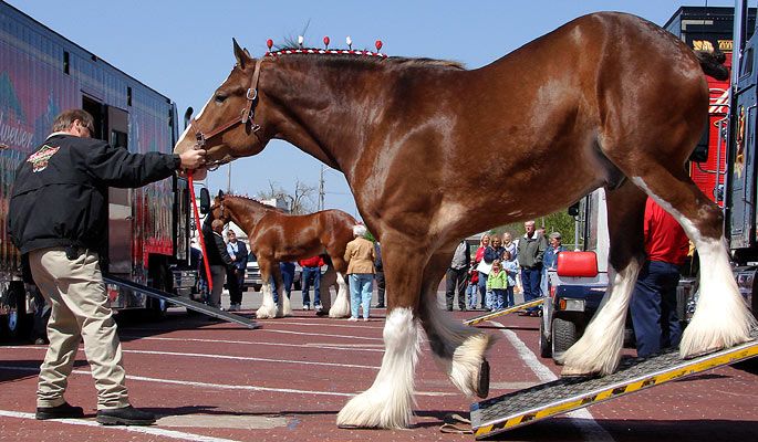 Clydesdale Cock