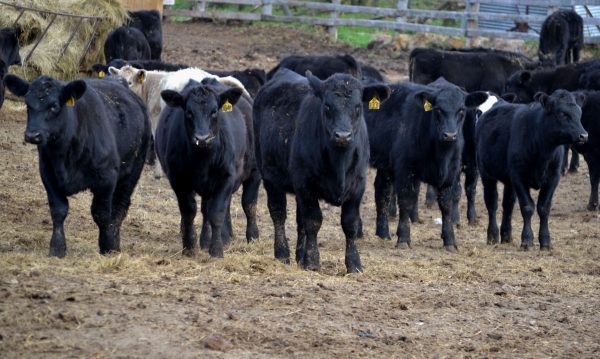 Cattle Feeders Day in South Dakota - KBHB Radio