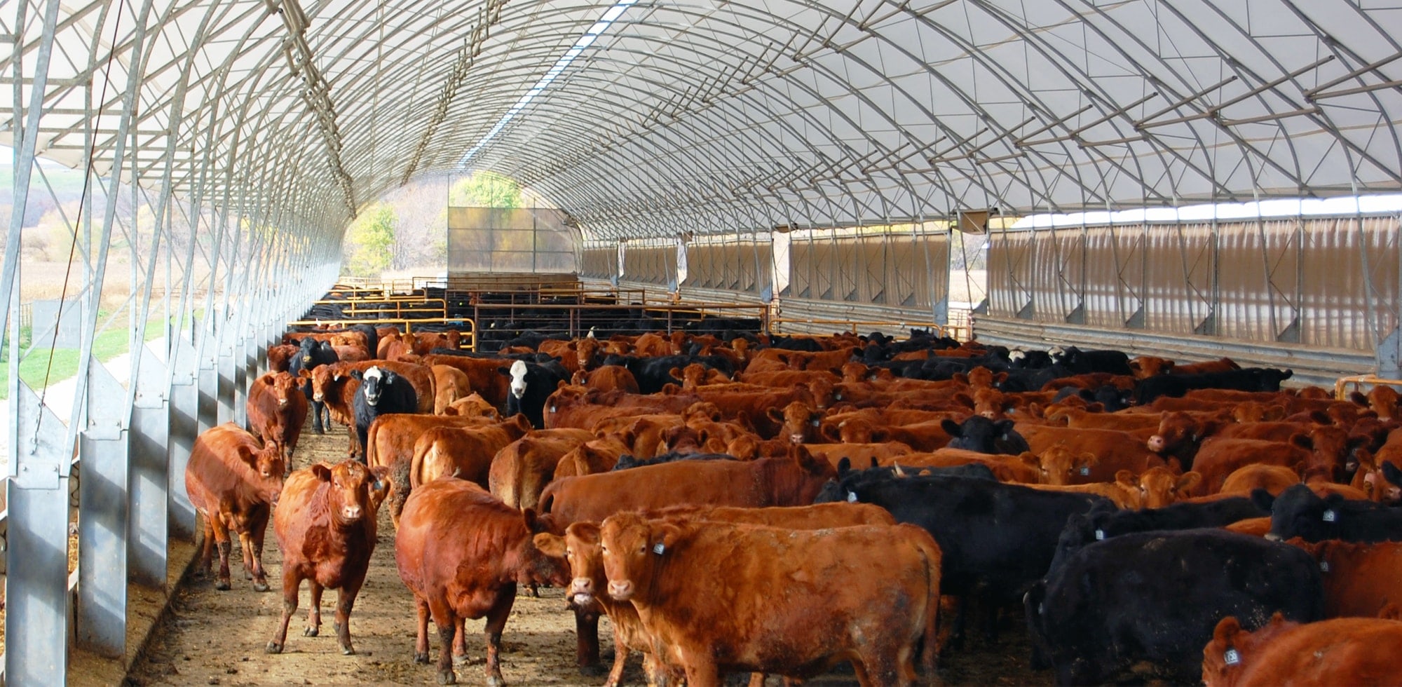 KBHB Radio - Indoor Cattle Housing: Interest increasing for more ...