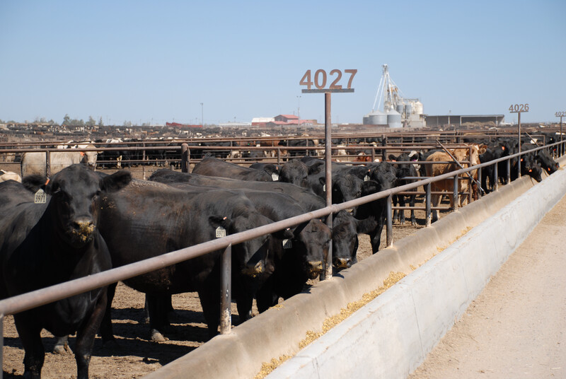 KBHB Radio Cattle on Feed report blows past expectations, adding to