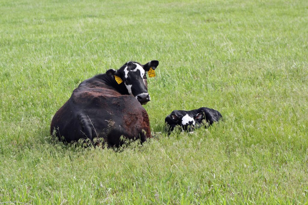 Kbhb Radio Cattle Chat Managing To Prevent Grass Tetany 5547