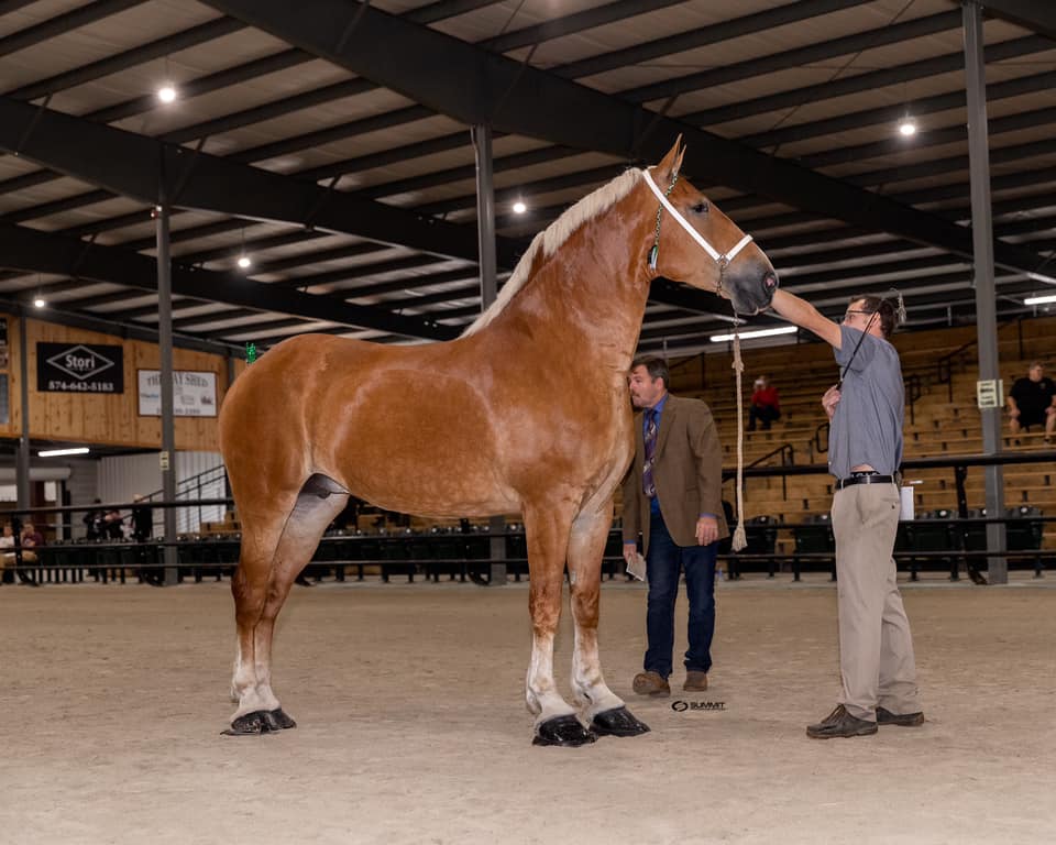 KBHB Radio Belgian draft horse sells for 100,000 at auction, record price