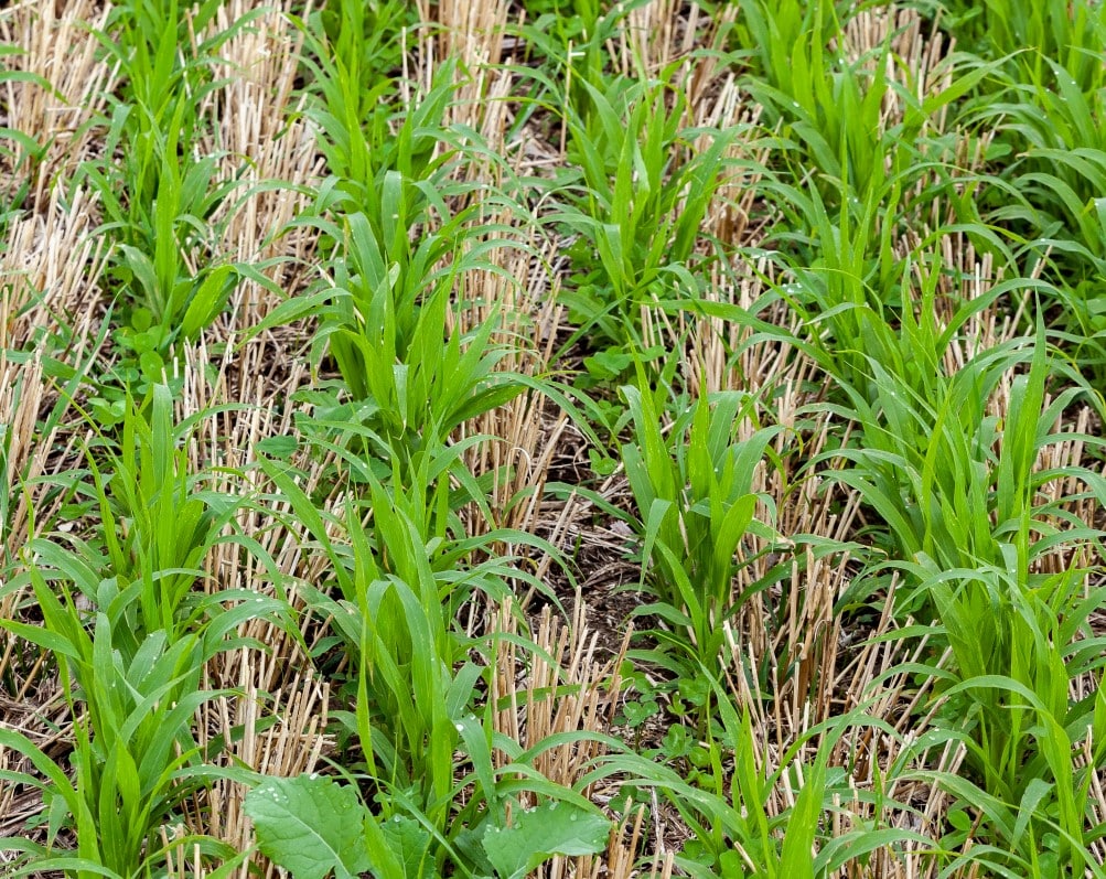 Examples Of Cover Crops In Ghana